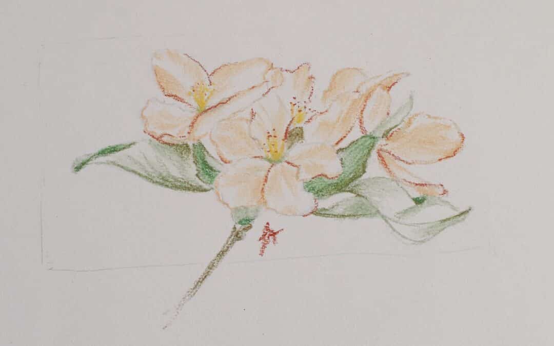 Comment dessiner une fleur ?