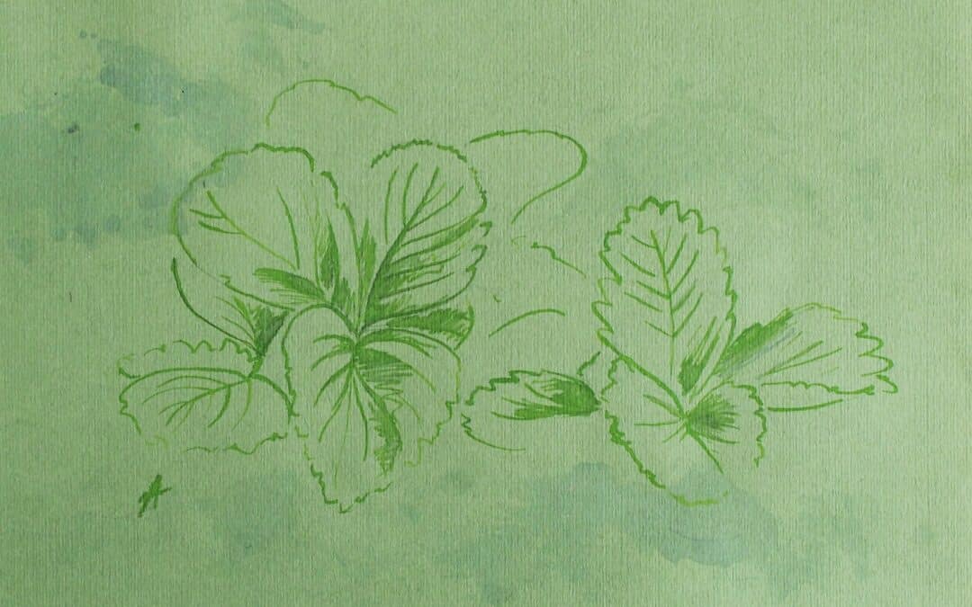 Comment dessiner une esquisse de feuilles de fraisier ?