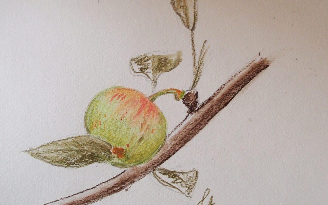 Comment dessiner un fruit : la pomme, au crayon de couleur ?