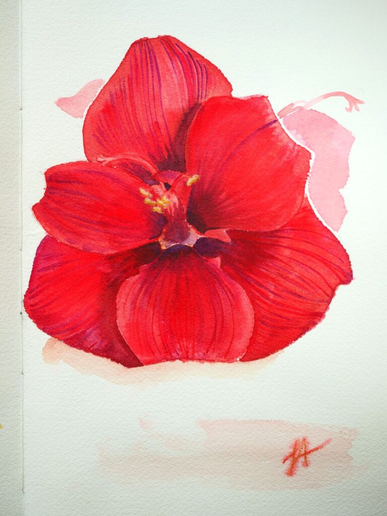 Résultat de ma fleur rouge en croquis aquarellé